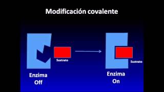 Enzimas Clase 3 Características y Regulación de la Actividad Enzimática [upl. by Wivinia]