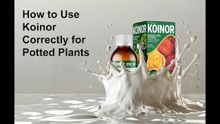 How to Use Koinor Correctly for Potted Plants [upl. by Annasor258]