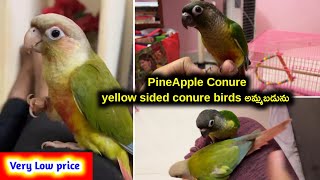 PineApple conureyellow sided conure birds for sale in telugu 77021 97388 aj pets [upl. by Smoht141]