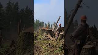 HUGE LOGGING IN PROTECTED FORESTS woods sawwood 9 [upl. by Niobe]