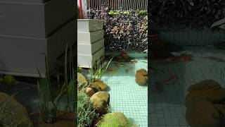 PP Trickling filtration koi koifishpond machine [upl. by Rihat]