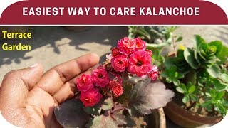 How to care kalanchoe plant Get More Blooms In Kalanchoe PlantsTERRACE GARDEN [upl. by Arracahs231]