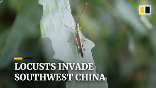 Locust swarms in China’s southwestern province of Yunnan met with pesticidecarrying drones [upl. by Kozloski]