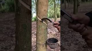 open the front🌴 rubberfarming satisfying rubberwood rubber woodworking rubbertree rubberising [upl. by Analak]