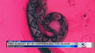 It’s snake season Copperheads bite two in Shelby County [upl. by Icak]