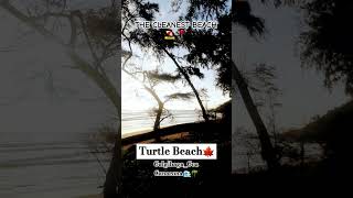 Turtle Beach Galgibaga Canacona Goa🌊🌿🌿🌿🌿beachvibes [upl. by Narret]