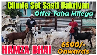 6500 Onwards Climte Set Sasti Bakriyan At HAMZA BHAI  Breeding Setup Female Goat In Nasik [upl. by Solracnauj]