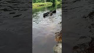 Rottweiler water sports [upl. by Bickart960]