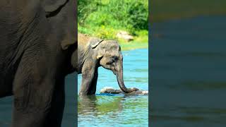 Elephants Playing in Water  Fun and Splashing in the Wild 🐘💦  youtubeshorts elephant [upl. by Goer]