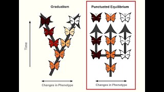 GRADUALISM vs PUNCTUATED EQUILIBRIUM EVOLUTION BY NS  LIFE SCIENCES G12 ThunderEduc  MSAIDI [upl. by Peterson]