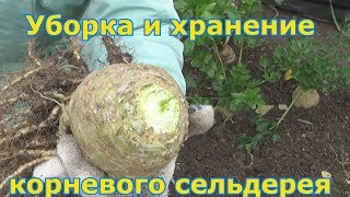 Когда и как убирать корневой сельдерей Как сохранить урожай корневого сельдерея Способы хранения [upl. by Bill753]