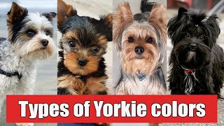 9 Different Types of Yorkshire Terrier Colors And Their Role  Types of Yorkie Colors [upl. by Navanod580]