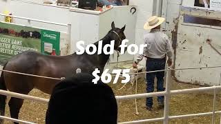 HORSE AUCTION in the WEST Cedar Livestock Market June 6 2024 [upl. by Eelannej]