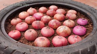 FULLTIME Useful Tips Propagating Purple Onions on Balcony for Beginners [upl. by Fantasia12]