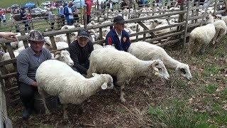 Sambra oilor Huta Certeze Satu Mare 12 Mai 2019 [upl. by Leticia]