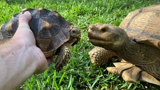 Baby Tortoise Meets Dad For The First Time What Will Happen [upl. by Cadal475]