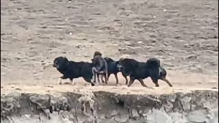 Tibetan Mastiffs fighting for dominance [upl. by Descombes]