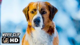 THE CALL OF THE WILD Clip  New Lead Dog 2020 Harrison Ford [upl. by Orazal]