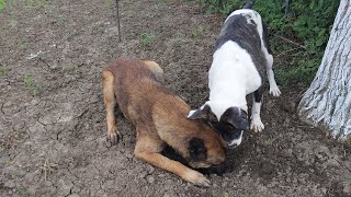 Concurs pentru câini cine găsește carnea îngropata Malinois AmstaffCiobanesc [upl. by Merwyn716]