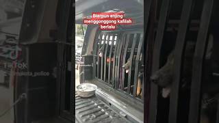 Biarpun anjing menggonggong kafilah berlalu [upl. by Bower345]