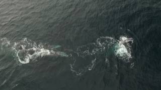 Mating gray whales [upl. by Nastassia58]