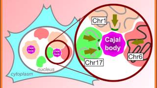 BioEssays Cajal body function in genome organization and transcriptome diversity [upl. by Mandi]