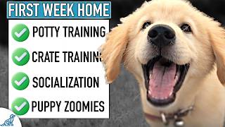 AVOID Common First Week Home Puppy Training Mistakes [upl. by Ennahteb226]