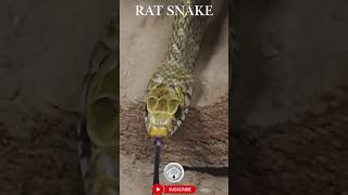 Snakes Flicking Tongue snake shorts reptiles [upl. by Schulman630]