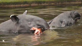 Zwemmende Maleise tapirs  Swimming Malayan tapirs  ZOO Antwerpen [upl. by Malchus573]