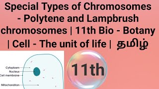 Polytene amp Lampbrush chromosomes  11th Bio  Botany  Cell the unit of life  தமிழ் [upl. by Bringhurst]