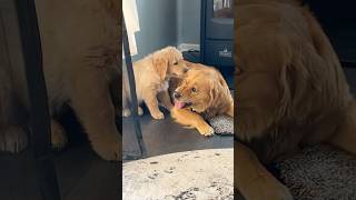 Canine Chaos and Feline Fun Life with 2 Dogs and 1 Cat youtubeshorts viralvideo doglover cat [upl. by Ainessej]