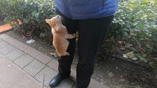 Cute kittens climbing on me [upl. by Dolph]