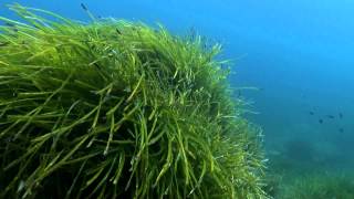 Posidonia Oceanica [upl. by Yedoc]