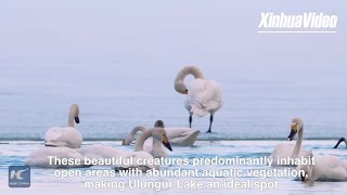 Migrating Tundra Swans arrive at Ulungur Lake China [upl. by Dev]