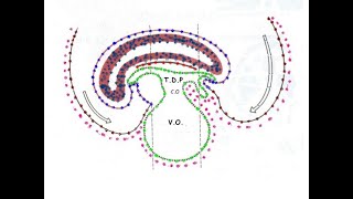 Quatrieme semaine du developpement embryonnaire [upl. by Aseuqram]