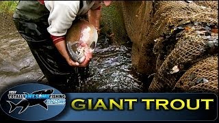 GIANT RAINBOW TROUT of Sutton Springs  Totally Awesome Fishing Show [upl. by Browning357]