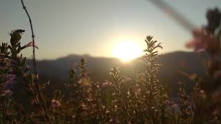 Beautiful Sunrise amp The Flowers  NO COPYRIGHT VIDEO  NATURE [upl. by Ittap574]