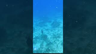 Triggerfish Attack Mode Activated Short lifebyabe philippines discoverscubadiving gopro [upl. by Libys243]