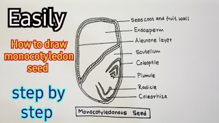 How to draw monocotyledon seed। ।monocot seed labeled diagram ।।step by step guide [upl. by Ceil]