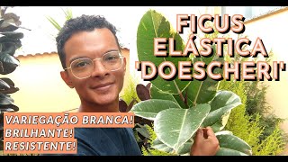 Ficus Elástica Doescheri  características como cultivar e curiosidade extra [upl. by Adnaloy605]