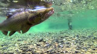 King of the River  Welcome on the Bonaventure River [upl. by Chew136]