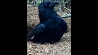 Crow why doing this like short intrestingfacts [upl. by Onfroi]