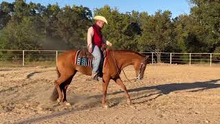 2019 AQHA IBHA ABRA Gelding WINNIES WILLY [upl. by Reinhard]