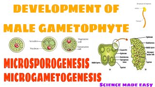 DEVELOPMENT OF MALE GAMETOPHYTE  MICROSPOROGENESIS  MICROGAMETOGENESIS  SCIENCE MADE EASY [upl. by Folger]