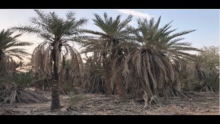 Palm fronds pallet machine [upl. by Faydra417]