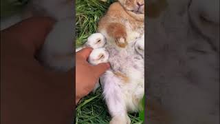 Cute rabbit  bunny ❤️ baby rabbits shorts rabbit funny animals tiktok cute [upl. by Attebasile]