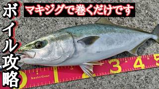 【初心者必見】【今回のルアー】釣るなら今です！ボイル多発、青物大量発生 [upl. by Hiasi315]