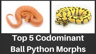 Top 5 Codominant Ball Python Morphs of 2018  Benjamins Exotics [upl. by Zenia]