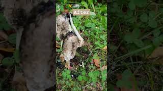 🍄COPRINUS COMATUS🍄Is It EdibleWhite Mushroom Before And After Days Sieni mushroom autumn [upl. by Aifos]