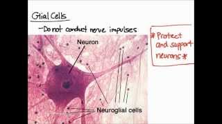 Nervous Tissue Overview [upl. by Semaj]